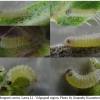 ph arion larva1 volg